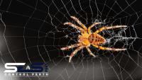 SES Spider Control Perth image 4